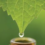 Image of Athlete’s Foot Blend