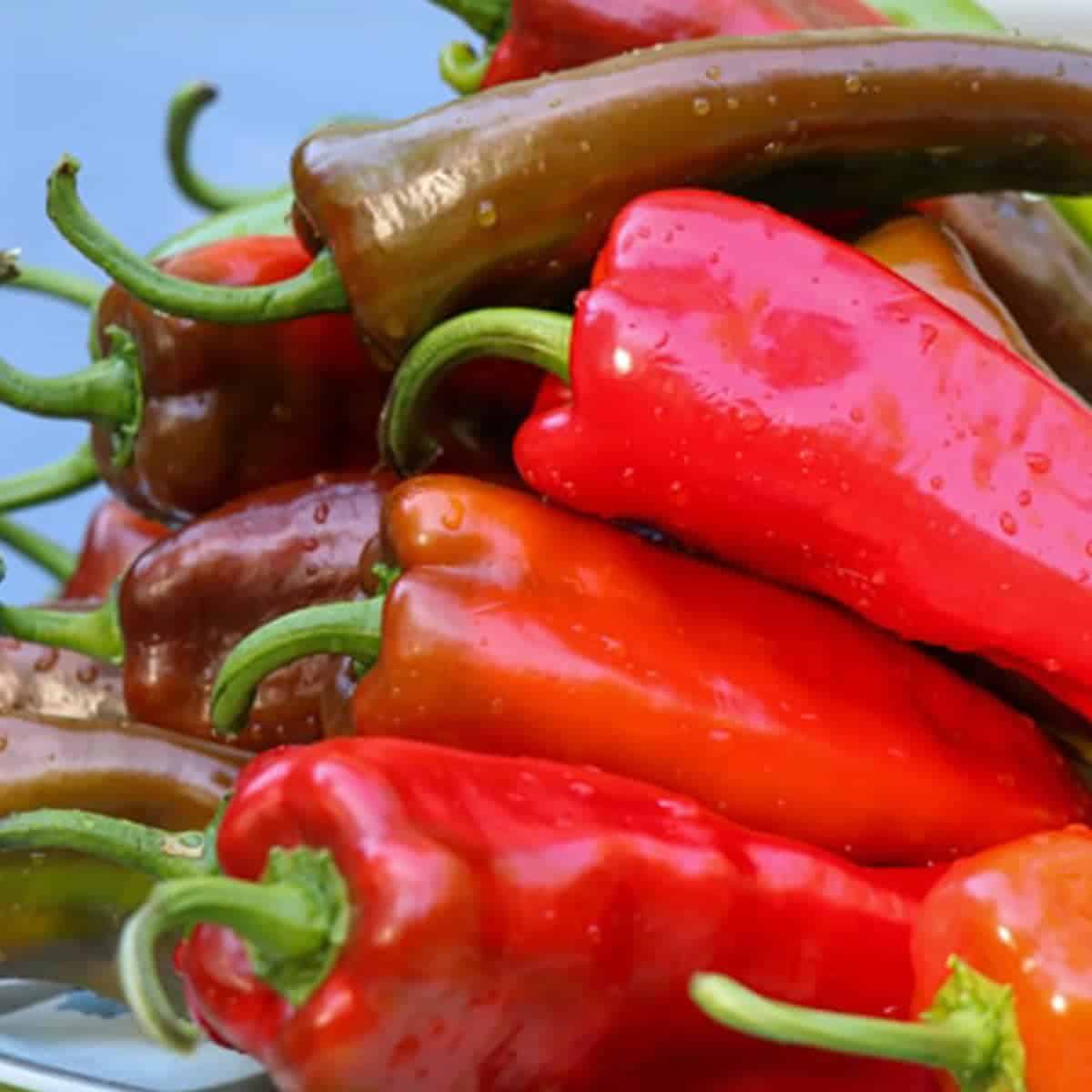 Image of Anaheim Or Hatch Peppers: Unlocking the Flavor at Your Local Farmers' Market