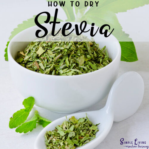 How to Dry Stevia