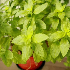 Homemade fresh mint powder