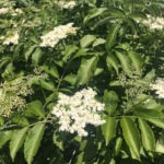 Elderflower Pastry Cream