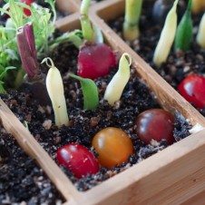 Garden Layered Dip with Dehydrated Olive Soil and Celeriac Crème Fraiche Dip