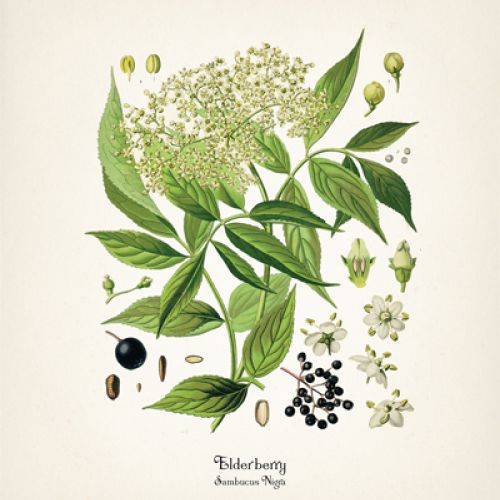 Elderberry Syrup